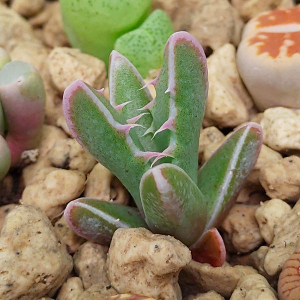 Faucaria tigrina, Faucaria Plants, Faucaria, Living Stone Succulent, Living Stone Plant, Living Stones, Lithops, Tiger Jaw Succulent, Lithop