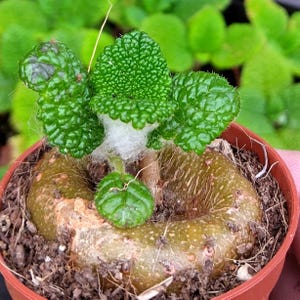SUNNYPLANTS - Sinningia bullata, Gloxinia, African Violet, Sinningia plants, Sinningia leucotricha, succulents, Rechsteineria, Caudex Plants
