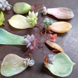 Puede incluir: Una colección de esquejes de plantas suculentas con raíces, listos para propagar. Los esquejes son de varios tonos de verde, rosa y marrón, y algunos muestran signos de nuevo crecimiento.