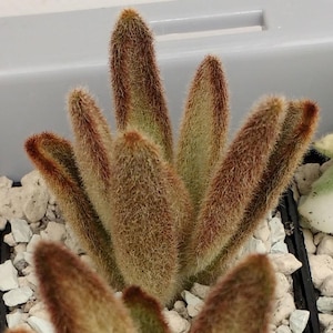 SUNNYPLANTS - Kalanchoe tomentosa Chocolate Soldier Cuttings, Kalanchoe Cuttings, Succulent Cuttings, Rare Houseplants, Panda Plant