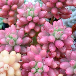 SUNNYPLANTS - Sedum rubrotinctum Aurora Cutting, Sedum rubrotinctum Cuttings, Sedums, Sedum Cuttings, Pink Succulent, Crassula