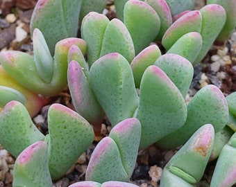 Cheiridopsis denticulata, Lithops raro, Piante di Lithops, Succulente, Pietre vive, Lithops, Piante di Cheiridopsis, Semi di Cheiridopsis, Lithop