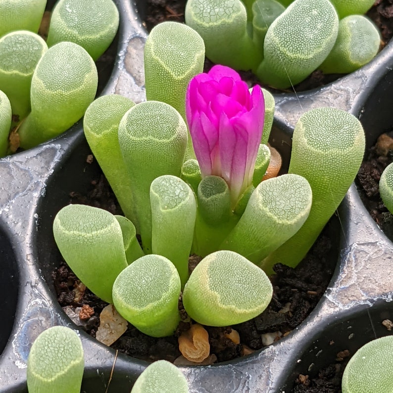 Frithia pulchra, Frithia, Rare Lithops, Lithops Plants, Baby Toes Succulent, Baby Toes Plant, Living Stones, Lithops, Baby Toes image 4