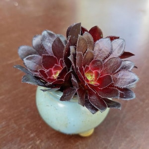 SUNNYPLANTS - Aeonium arboreum Zwartkop, Echeveria Cuttings, Echeverias, Succulent Cuttings, Rare Houseplants, Aeoniums, Rare Aeonium