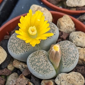 Lithops localis (terricolor) - 1 cm Plant -  Sunnyplants
