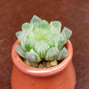 SUNNYPLANTS - Haworthia cooperi pilifera variegata, Haworthia obtusa, Haworthia plants, Haworthia cuttings, succulents, succulent plants