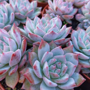 Può includere: Primo piano di diverse piante succulente con foglie verde-azzurro pallido e bordi rossi. Le piante sono disposte in un gruppo, mostrando la loro forma a rosetta e le foglie strutturate. L'immagine mette in risalto la bellezza naturale di queste piante resistenti alla siccità.
