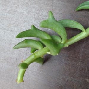 Puede incluir: Primer plano de una planta suculenta verde con hojas gruesas y carnosas que están curvadas y puntiagudas. La planta está creciendo en una rama y tiene un color marrón claro.