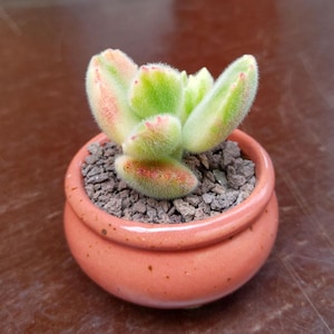 SUNNYPLANTS - Cotyledon tomentosa variegata, Cotyledon ladismithiensis, Bear&#39;s Paw, Rare Succulents, Variegated Succulents, Succulent Shop