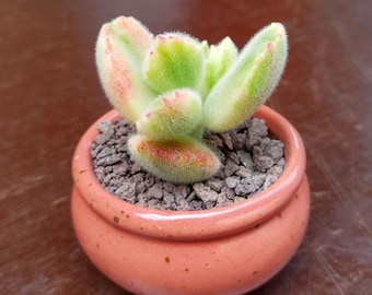 SUNNYPLANTS - Cotyledon tomentosa variegata, Cotyledon ladismithiensis, Bear's Paw, Rzadkie sukulenty, Sukulenty pstre, Sklep z sukulentami