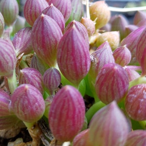 Pode incluir: Close-up de uma planta suculenta com folhas carnudas, cor-de-rosa e verdes. As folhas estão dispostas em um grupo e têm um padrão listrado.