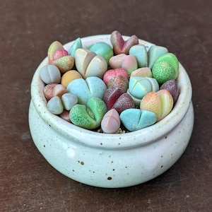 Mesembs Samen Mischung, Lithop Samen, Lebender Steine, Lithops Samen, Lebende Steinsamen, Kieselpflanzensamen, Mesemb Samen, Lithops, Lithop