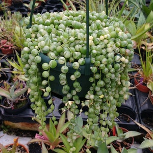 Senecio rowleyanus variegata mother plant