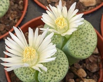 Lithops fulviceps Aurea, Seltene Lithops, Lithops Pflanzen, lebende Stein Sukkulenten, lebende Steinpflanzen, Lebende Steine, Lithops