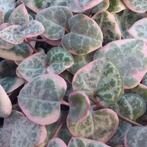 SUNNYPLANTS - Ceropegia woodii variegata - Bulbs, String of Hearts, Ceropegia plants, Ceropegia cuttings, succulents, succulent plants