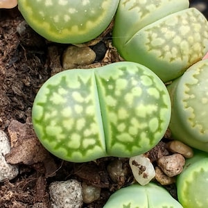 Lithops julii Fullergreen, Zeldzame Lithops, Lithops Planten, Levende Steentjes Succulent, Vetplantjes, Levende Steentjes, Lithops, Plantjes