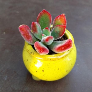 SONNENPFLANZEN - Echeveria pulvinata Ruby Blush Stecklinge, Echeveria Stecklinge, Echeverias, Sukkulenten Stecklinge, Pflanzenstecklinge, Seltene Zimmerpflanzen