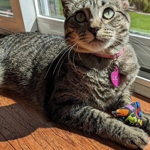 May include: A brown and black tabby cat with green eyes wearing a pink collar with a heart-shaped tag that says LILY. The cat is resting its front paws on a small, triangular fabric toy featuring a colorful pattern of various cat silhouettes.