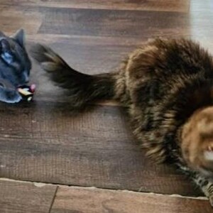 May include: A solid gray cat and a long-haired brown tabby cat playing with small, colorful toys. The gray cat is positioned on the left, while the brown tabby cat is on the right, both interacting with their respective small, multi-colored objects.