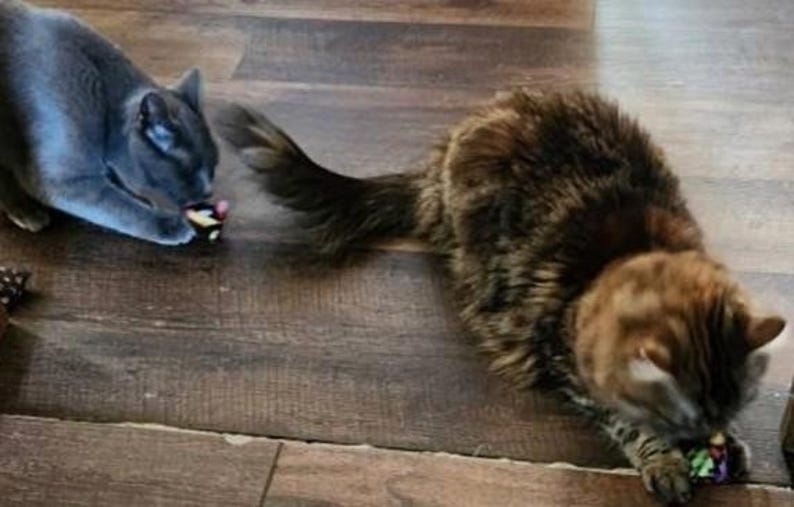May include: A solid gray cat and a long-haired brown tabby cat playing with small, colorful toys. The gray cat is positioned on the left, while the brown tabby cat is on the right, both interacting with their respective small, multi-colored objects.