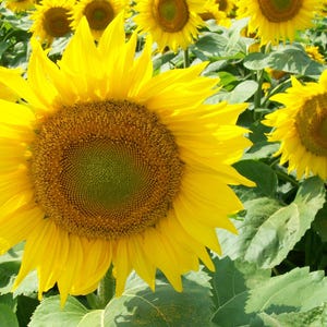 Sunflower Photograph, Flower Wall Art, Floral Decor, Botanical Photography, Home Office Art, Nature Print, Yellow flowers