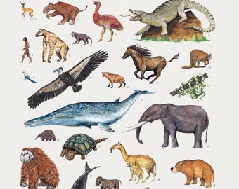 Original vintage poster VERTEBRATE ANIMAL EVOLUTION SWISS EXPO 