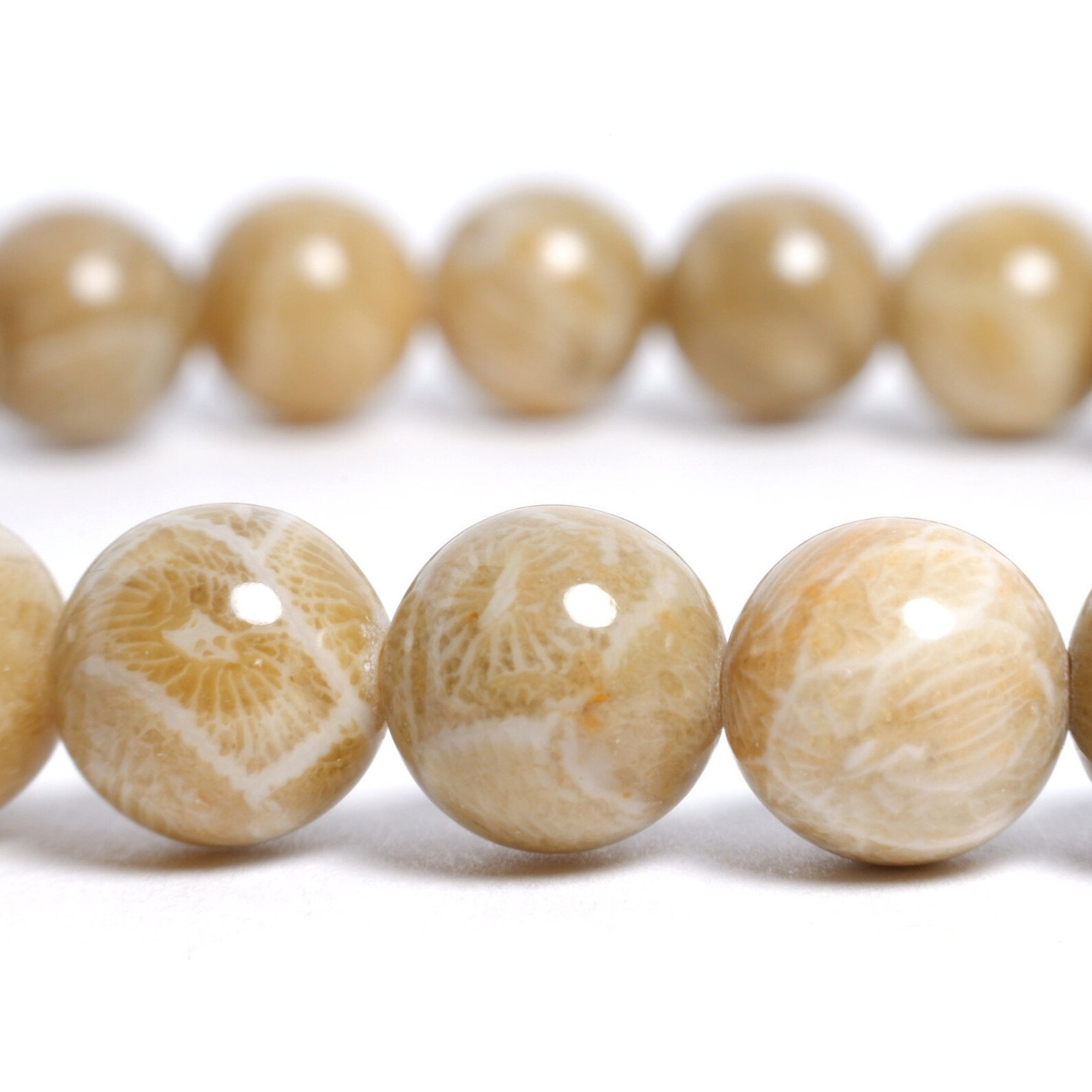 8mm Fossil Coral Stretch Bracelet Etsy