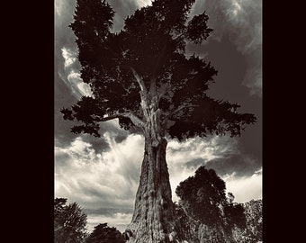 Monterey Cypress at SanFrancisco Botanical Gardens