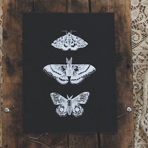 Puede incluir: Una impresión en blanco y negro de tres polillas sobre un fondo negro. Las polillas están dispuestas verticalmente, con la polilla más grande en la parte inferior y la más pequeña en la parte superior.