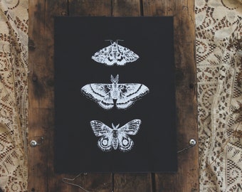 Moth Study Patch