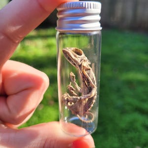 May include: A small, clear glass vial with a silver cap, containing a preserved lizard skeleton. The lizard is a light brown color and is positioned inside the vial. The vial is held up against a blurred green background.