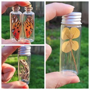 Curiosity curio cabinet collection vials: Pick from- Mummified chameleons, dried scorpion, 4 leaf clover, butterfly wings