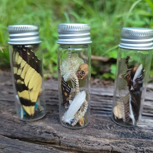 May include: Three small glass bottles with silver lids, each containing natural elements. One holds a yellow and black butterfly wing, another a small skull and feathers, and the third, insect parts. The bottles sit on a weathered wooden surface.