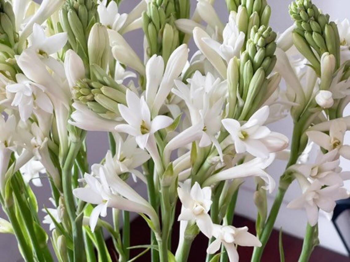 1 White Tuberose Bulb Polianthes Tuberosa Single Flower Etsy