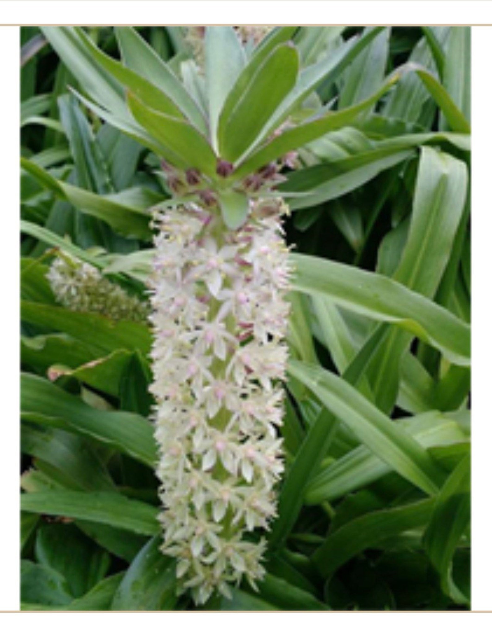 1 Large Pineapple Lily Bulbs Lily White Etsy