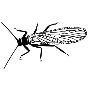 May include: Black and white line drawing of a stonefly insect with wings spread out.