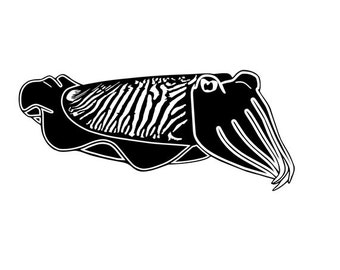 Cuttlefish Decal | Vinyl | Diecut | Decal | Car | Window Decal |  Laptop Sticker