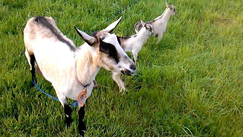 Goat Basics image 7