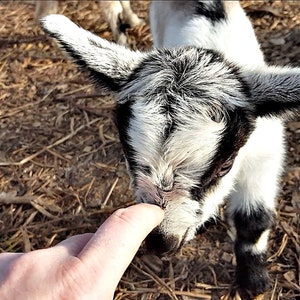 Goat Basics image 2