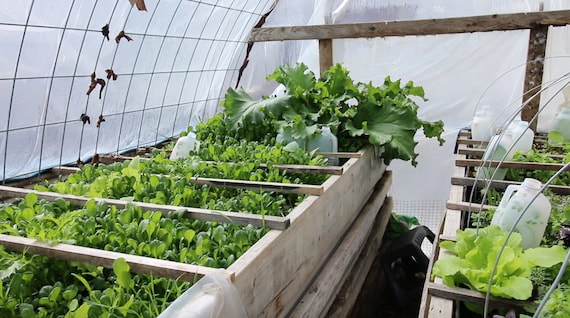 Self-heating Winter Greenhouse Plans pallet and Cow Panels - Etsy