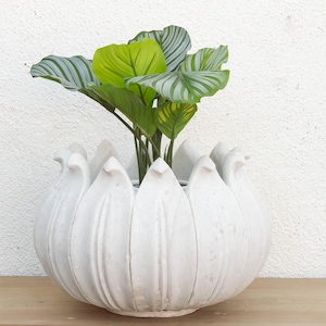 May include: A white, petal-shaped planter holds a vibrant green plant with large, striped leaves. The planter sits on a wooden surface against a textured white wall, creating a clean, natural aesthetic.