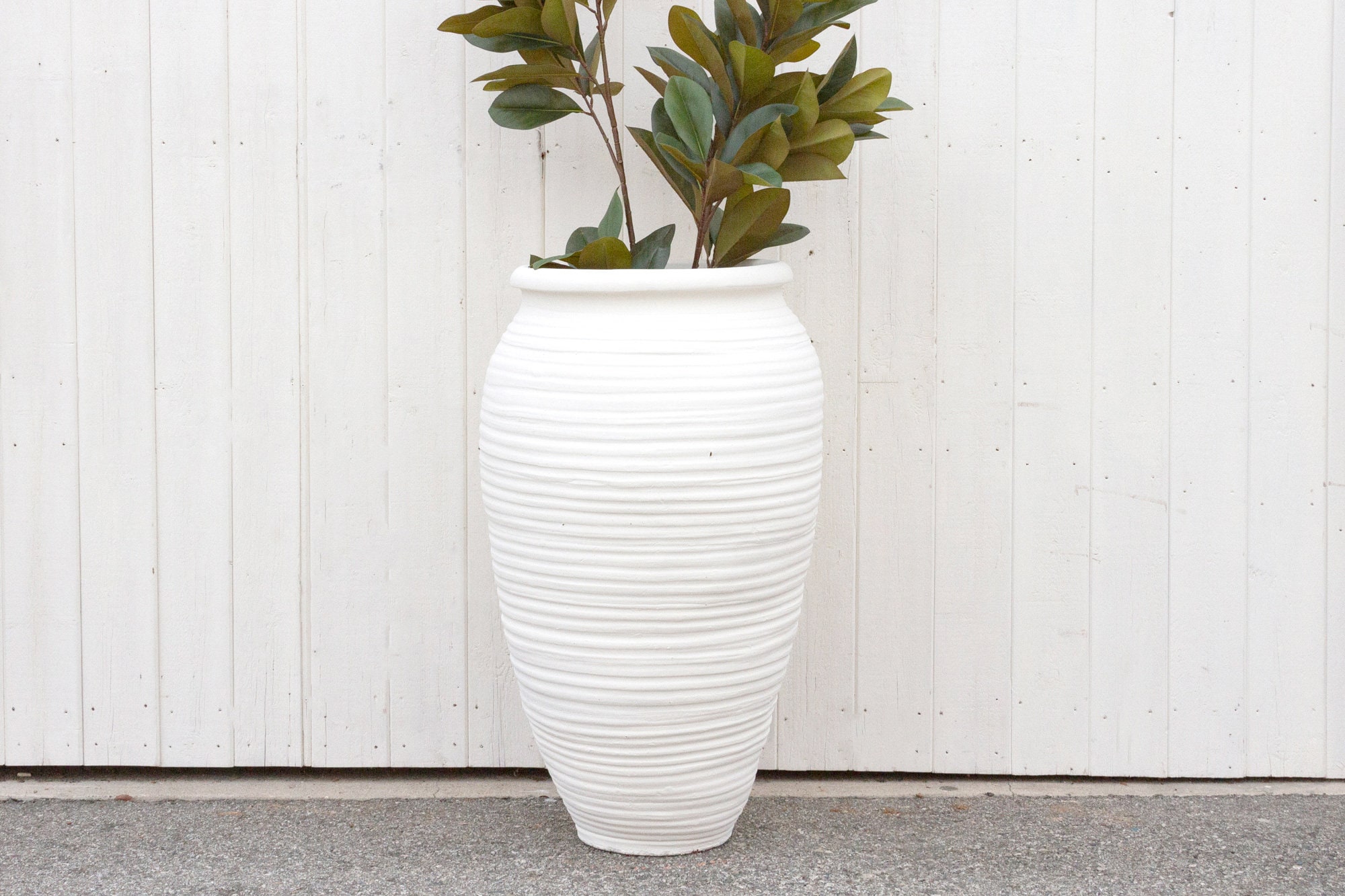 aglaonema big roi 6-8ft Aglaonema Silver Bay – Dahing Plants main image 0