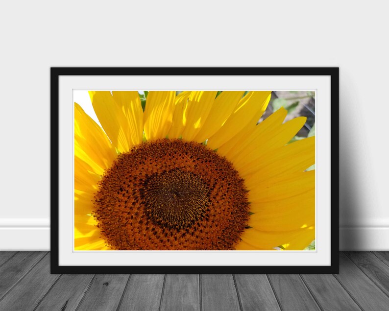 Sunflower Wall Art Sunflower Photo Metal Print Kitchen Art Etsy
