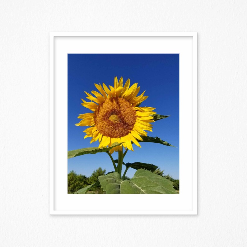 INSTANT Download Sunflower Digital Download JPG Sunflower | Etsy