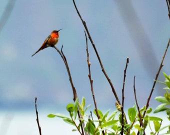 Impresión de pared o lienzo fotográfico de bellas artes del colibrí de Allen