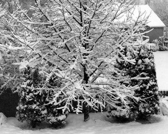Impresión de pared o lienzo fotográfico de bellas artes de árbol cubierto de nieve