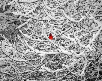 Impresión de pared o lienzo fotográfico de bellas artes de un cardenal en un árbol nevado
