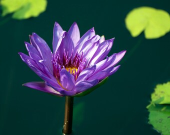 Purple Water Lily Fine Art Photography Wall Print or Photo Canvas