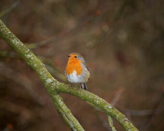 Impresión de pared o lienzo fotográfico de bellas artes de Robin Up Close