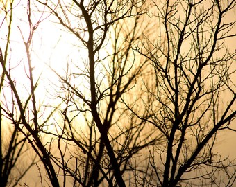 Impresión de pared o lienzo fotográfico de bellas artes con silueta de sol y árboles en un cielo amarillo